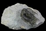 Spine-On-Spine Koneprusia Trilobite - Spectacular #93865-1